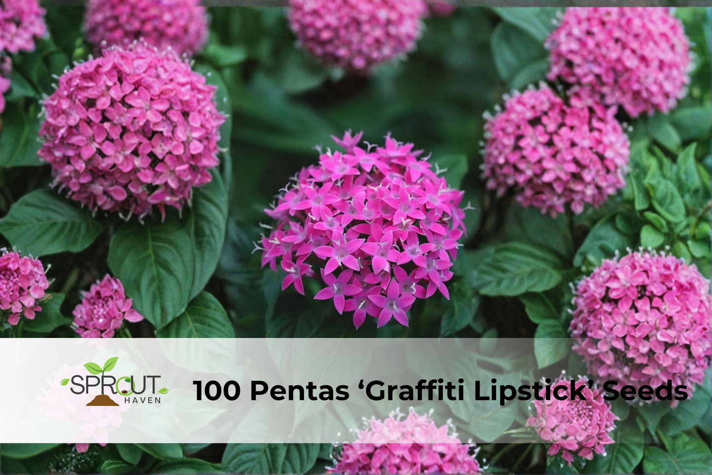 100 Pentas ‘Graffiti Lipstick’ Seeds | Vibrant Pink Star-Shaped Flowers | Pentas lanceolata Butterfly & Hummingbird Attracting Annual