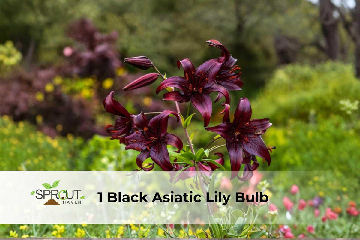 Black Asiatic Lily Bulb – Deep Maroon Perennial Flower, Lilium hybrid, 3–4 ft tall, Easy to Grow, Garden Borders & Containers