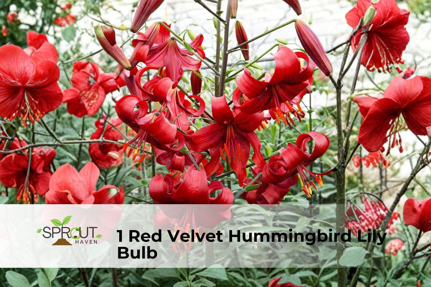Red Velvet Hummingbird Lily Bulb | Ornamental Perennial Flowering Plant | Attracts Hummingbirds | Lycoris radiata