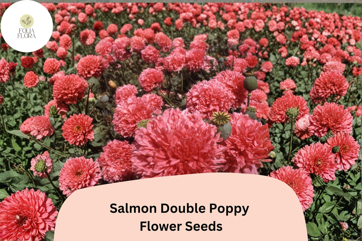 Salmon Double Poppy Seeds - 200+ Ruffled Pink Perennial Wildflower - Papaver somniferum