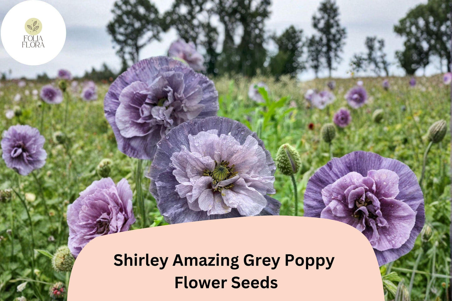 Shirley Amazing Grey Poppy Seeds – Lavender Wildflower, Papaver rhoeas, 200+ Seeds for Borders, Wildflower Gardens, Bee & Butterfly Attractant
