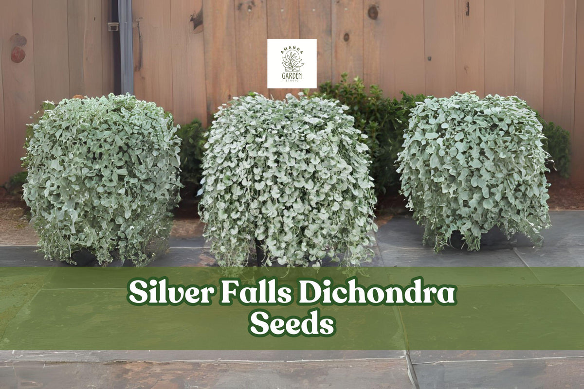 Silver Falls Dichondra Seeds – Drought-Tolerant Ornamental Trailing Plant for Hanging Baskets & Groundcover (Dichondra argentea)