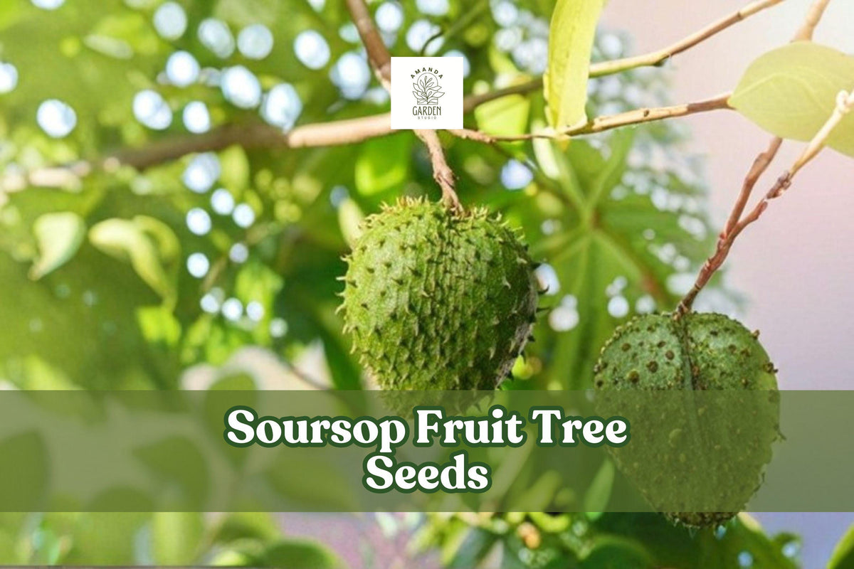 Soursop Seeds, 5 Annona muricata Tropical Fruit Tree Seeds, Exotic Green Fruit, Indoor & Outdoor Growing