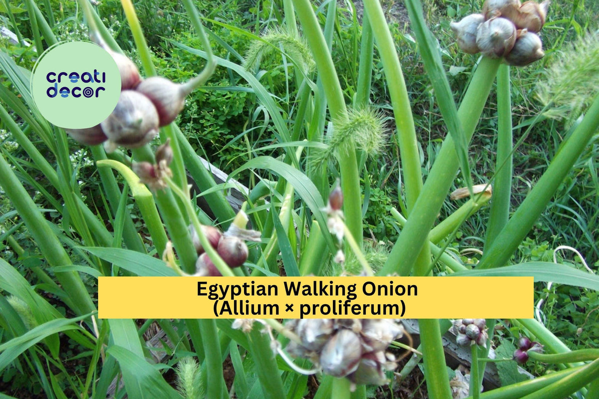 Egyptian Walking Onion Set of 5 Bare Root Perennial Allium × proliferum for Edible Gardens
