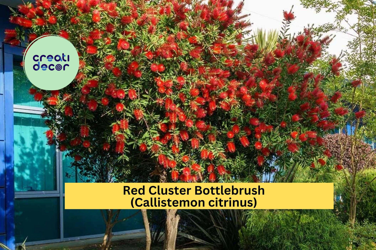 Red Cluster Bottlebrush Live Rooted Plant – Bright Red Blooms, Evergreen Shrub, Callistemon citrinus