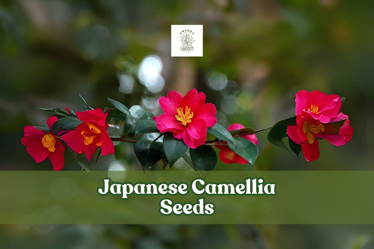 Japanese Camellia Seeds, Camellia japonica, Ornamental Evergreen Flowering Shrub, 5 Seeds