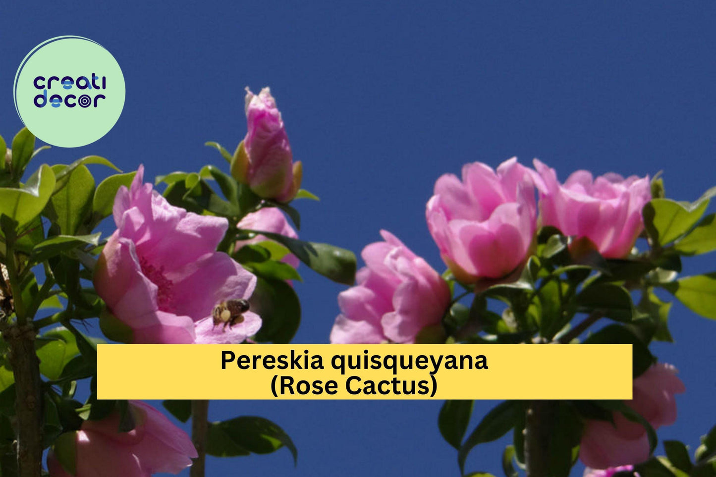 Pereskia quisqueyana Rose Cactus Succulent – 4" Live Potted Plant with Pink Flowers, Exotic Indoor or Garden Cactus