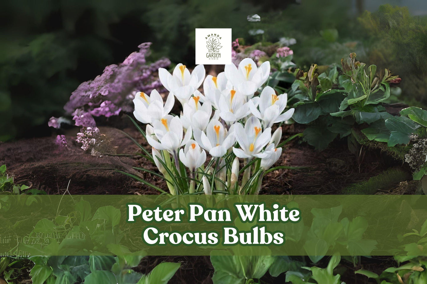 Peter Pan White Crocus Bulbs, Early Spring Flowering Perennial, Crocus chrysanthus, 5 Bulbs