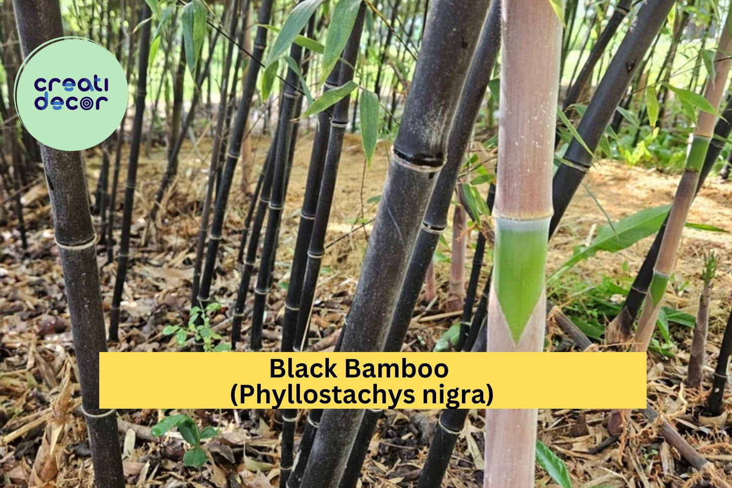Black Bamboo Rhizomes (3 Pack) – Phyllostachys nigra, Evergreen, Fast-Growing Privacy Screen, Cold Hardy
