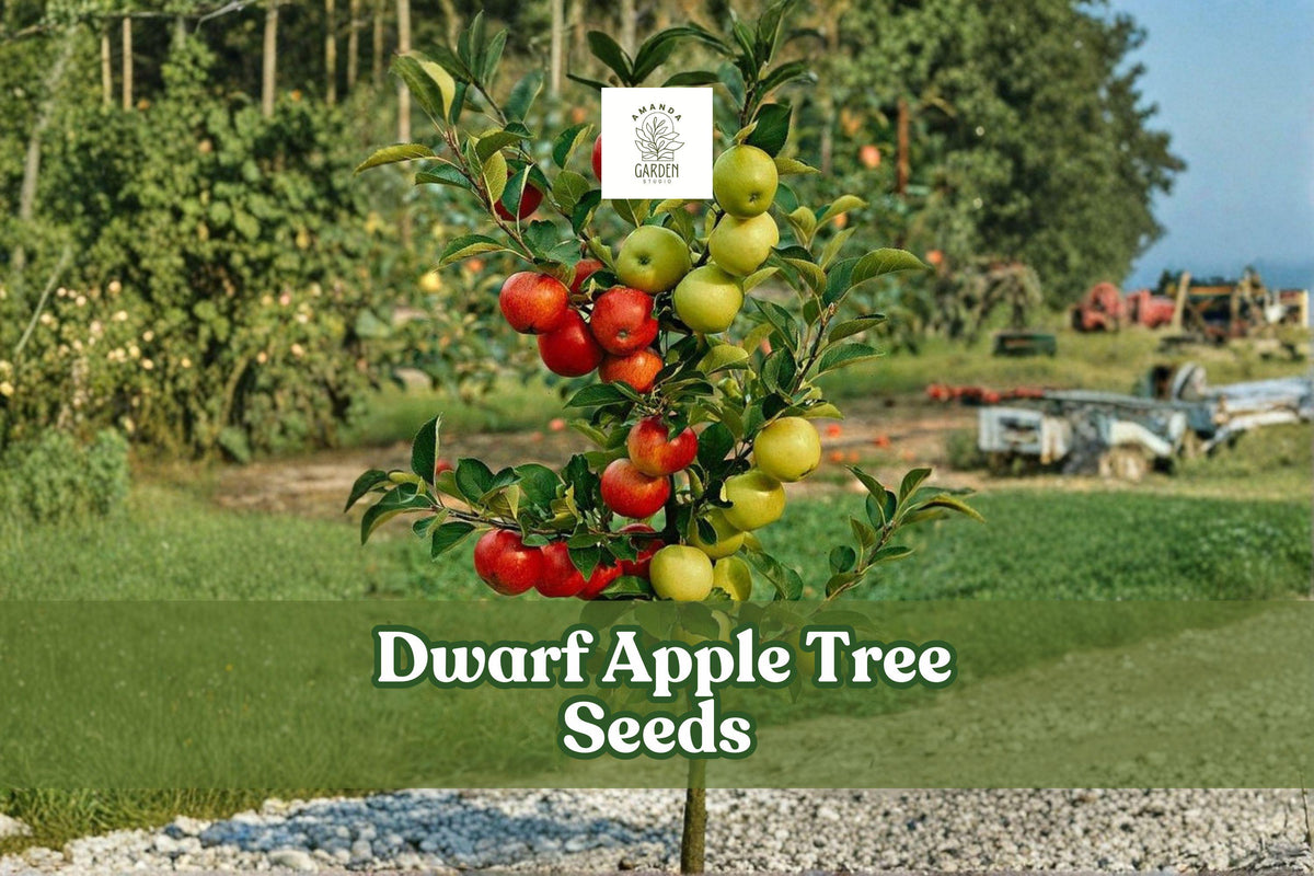 25 Dwarf Apple Tree Seeds for Bonsai - Malus domestica Fruit-Bearing Miniature Tree, White-Pink Flowers