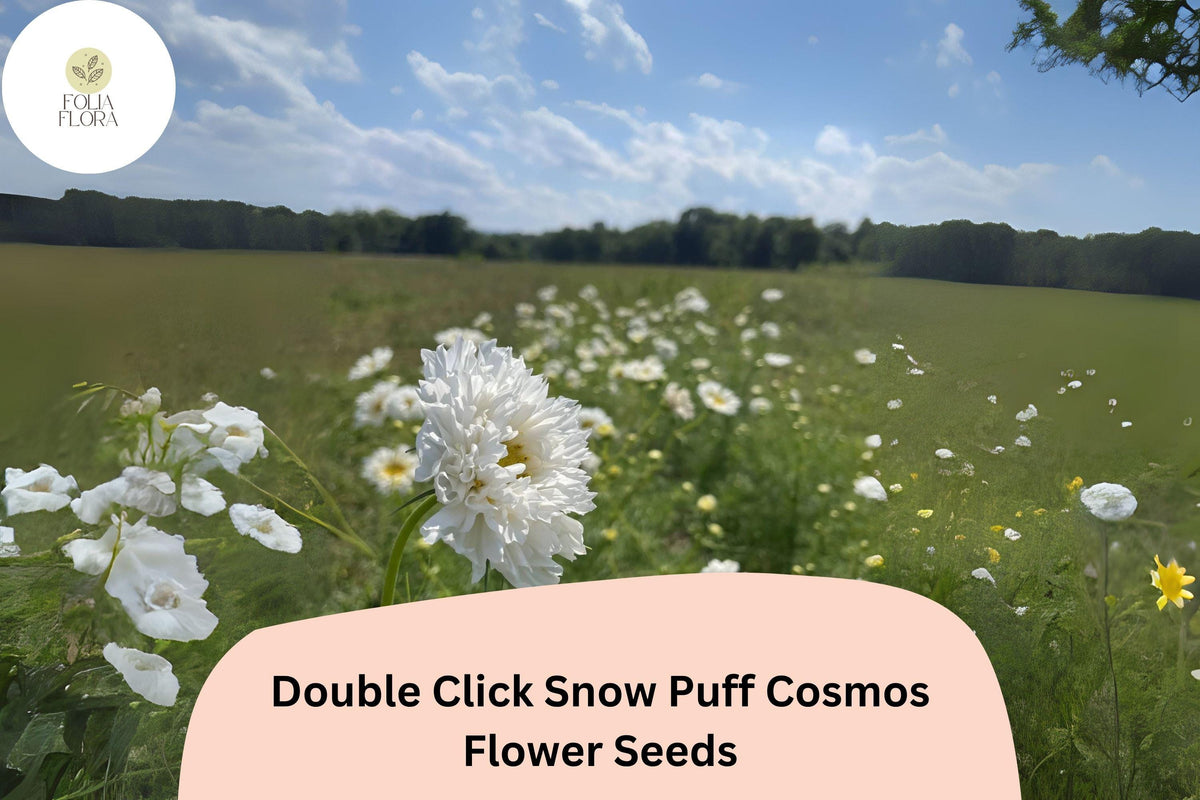 Double Click Snow Puff Cosmos Seeds | White Flower Annuals | Cosmos bipinnatus ‘Double Click Snow Puff’