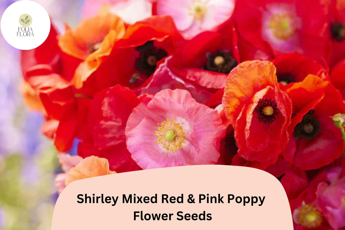 200+ Shirley Red & Pink Poppy Seeds, Papaver rhoeas, Wildflower Annual for Gardens, Borders & Meadows