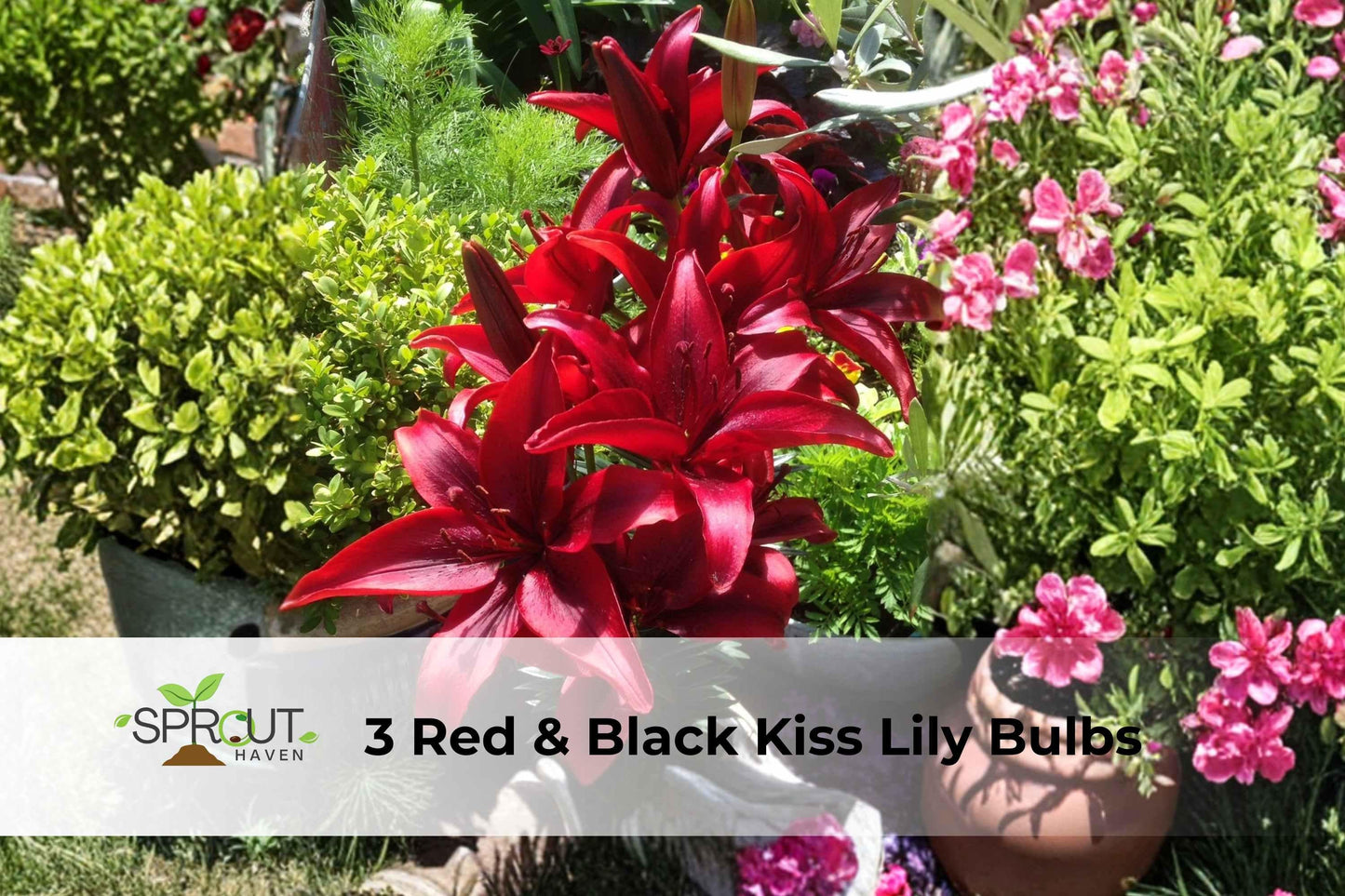Red & Black Kiss Lily Bulbs – Pollen-Free Asiatic Hybrid, 3 Pack, Summer Blooming, Garden Borders & Containers, Lilium hybrid