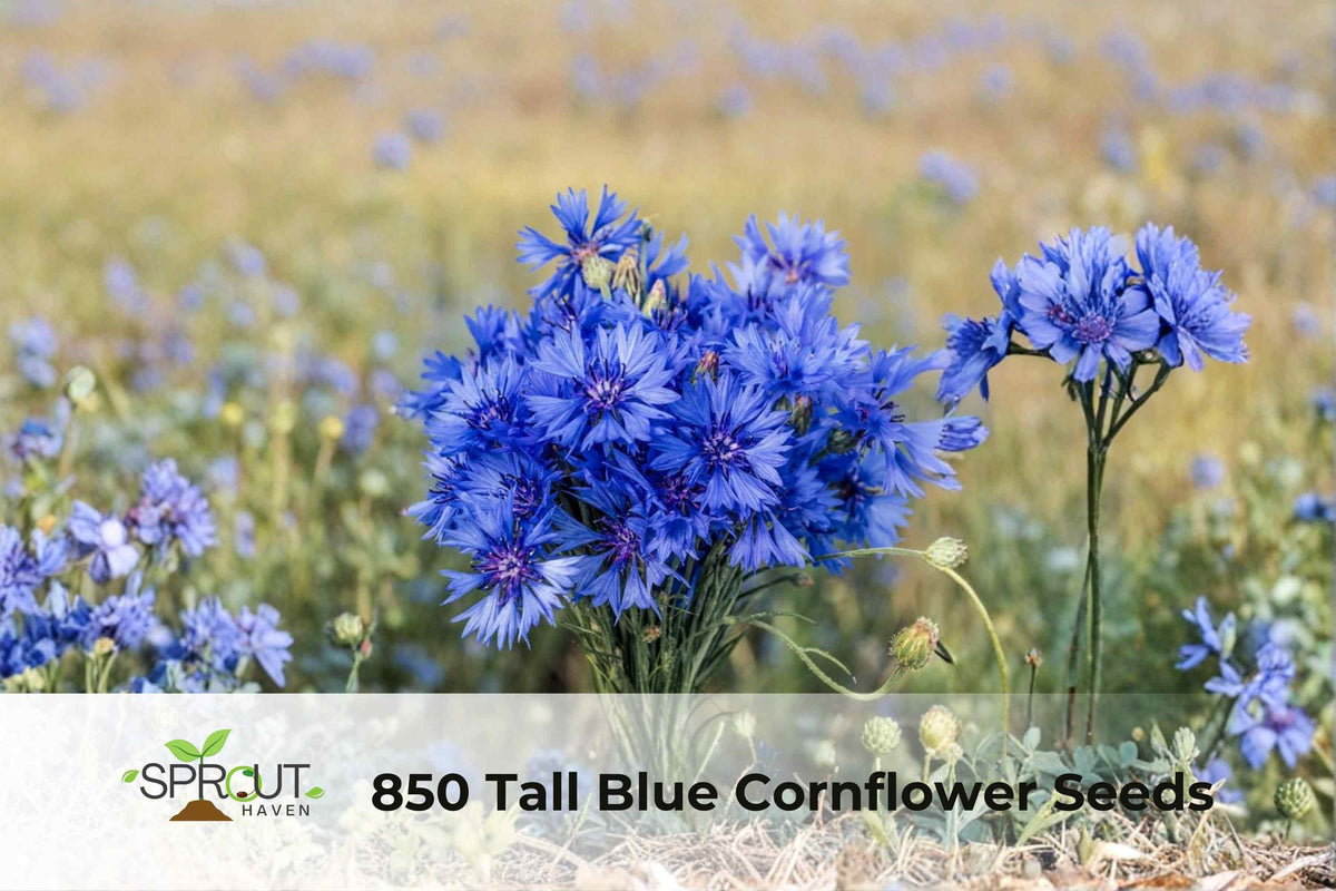 850 Blue Cornflower Seeds - Bachelor Button Wildflower, Centaurea cyanus, Vibrant Blue, Attracts Pollinators, Easy to Grow