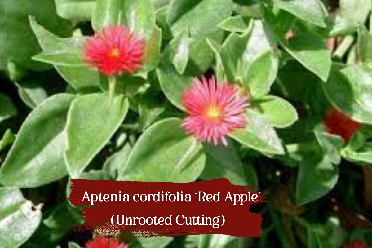Aptenia Cordifolia Cuttings – Red Apple Succulent, Trailing Baby Sunrose, Pesticide-Free, 10 Fresh Stem Cuttings
