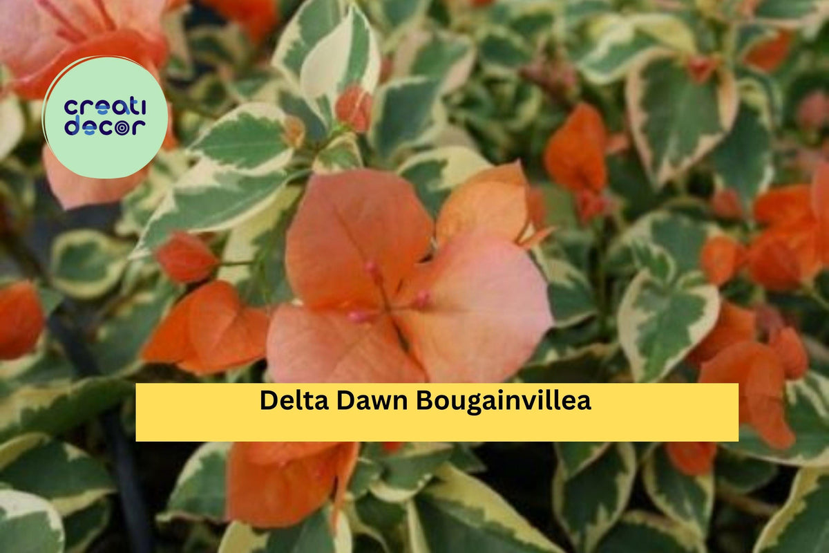Delta Dawn Variegated Bougainvillea Starter Plug Plant – Colorful Outdoor Flowering Vine, Pink-Red Bracts, Variegated Foliage, Bougainvillea glabra