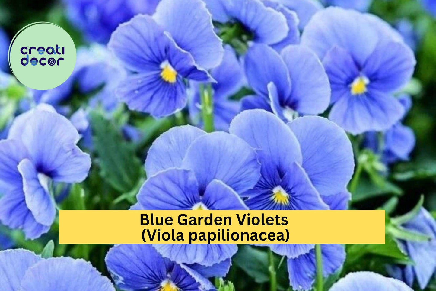 Blue Garden Violet Bare Roots – Viola papilionacea, Hardy Perennial Wildflower with Blue-Purple Blooms for Borders & Groundcover