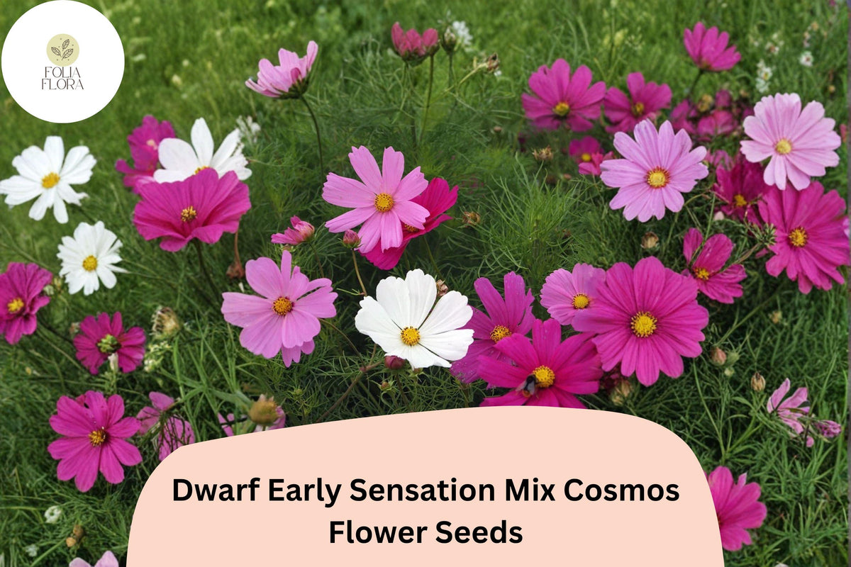 Dwarf Cosmos Seeds | Early Sensation Mix Pink White Rose Blooms | Cosmos bipinnatus ‘Dwarf Early Sensation Mix’