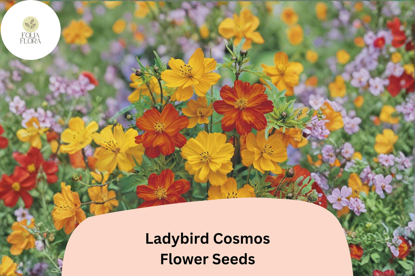 Ladybird Cosmos Seeds | Orange Red Yellow Mix | Compact Annual Flower | Cosmos sulphureus ‘Ladybird Mix’ for Borders & Pollinator Gardens