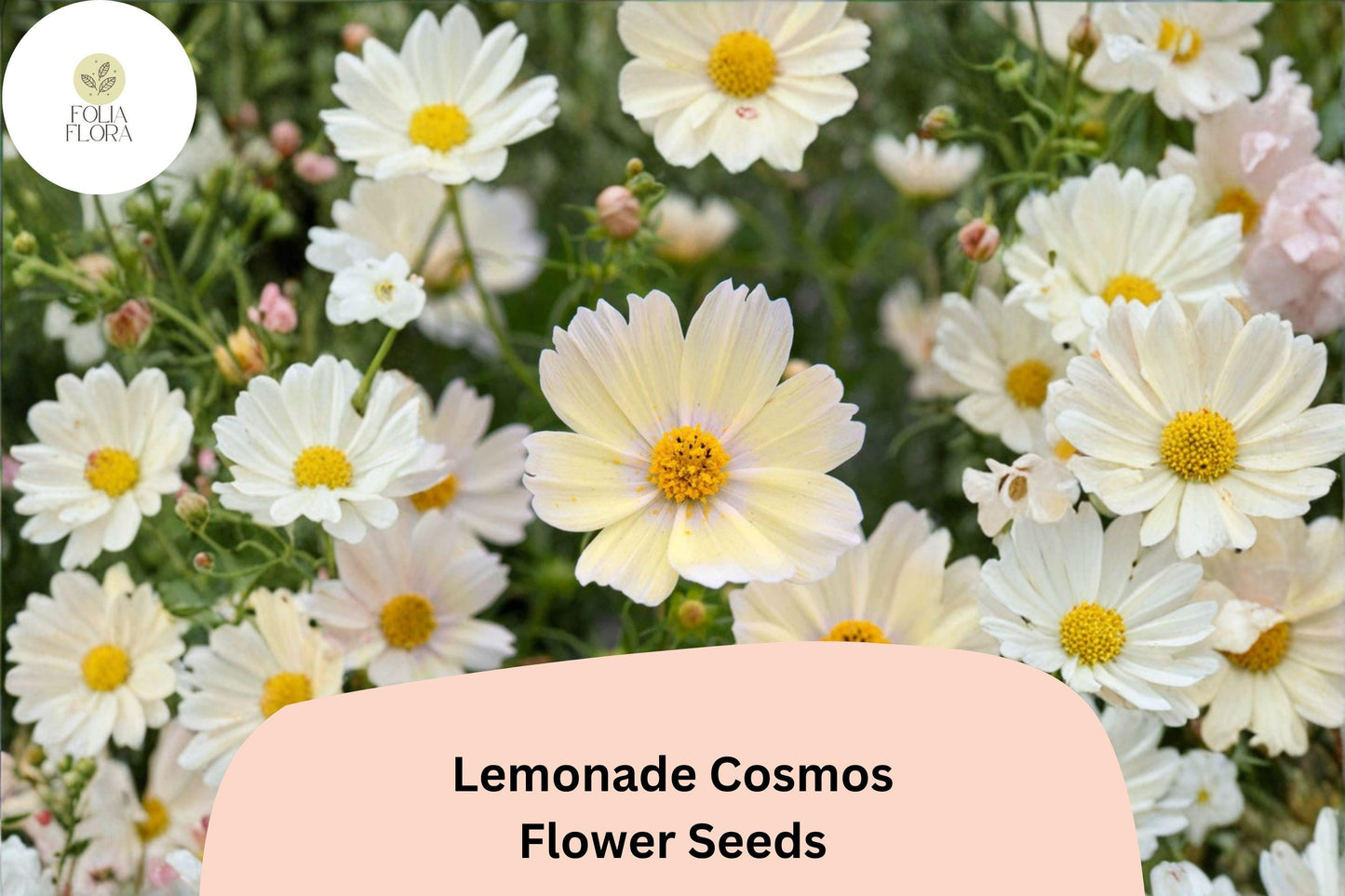 Lemonade Cosmos Seeds | Soft Yellow Annual Flowers for Pollinator Gardens | Cosmos bipinnatus 'Lemonade' | 200+ Seeds