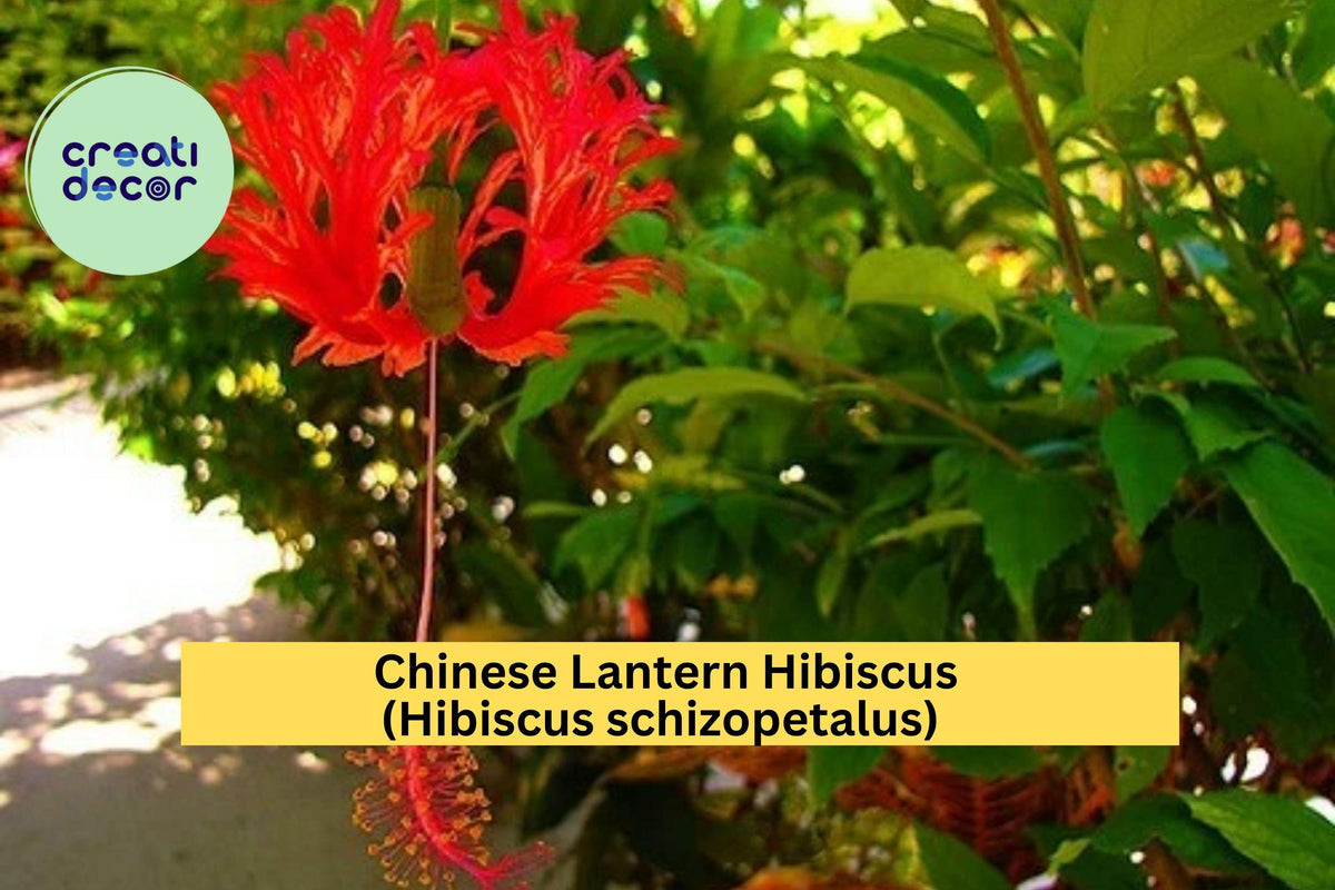 Chinese Lantern Hibiscus Live Starter Plant – Hibiscus schizopetalus – Tropical Fringed Red Blooms, Bare Root Tropical Shrub for Garden, Patio