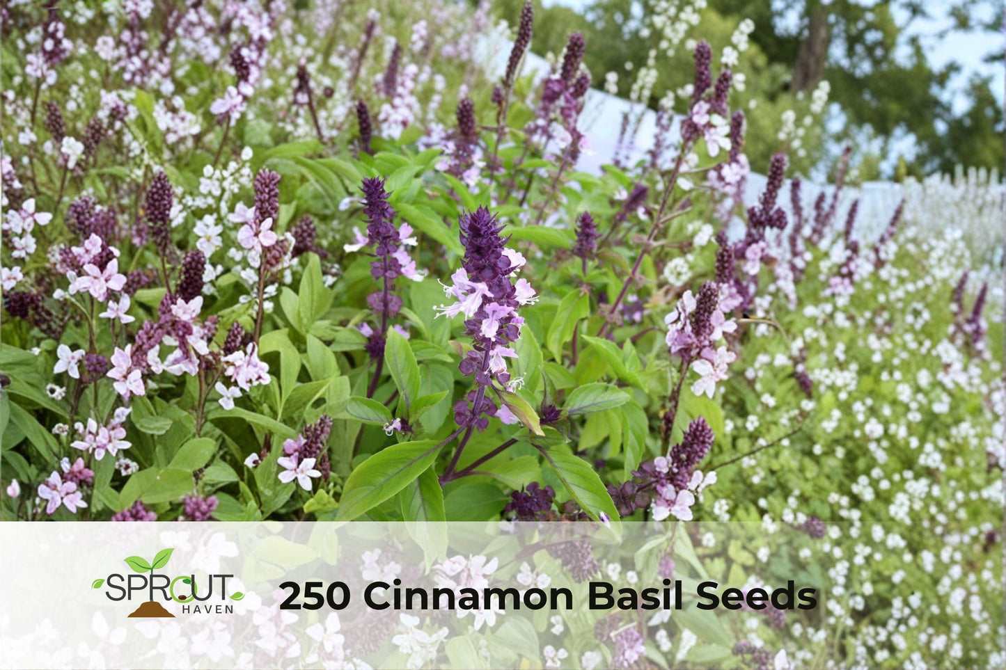 Cinnamon Basil Seeds | Aromatic Herb for Culinary Gardens & Teas | Non-GMO Ocimum basilicum