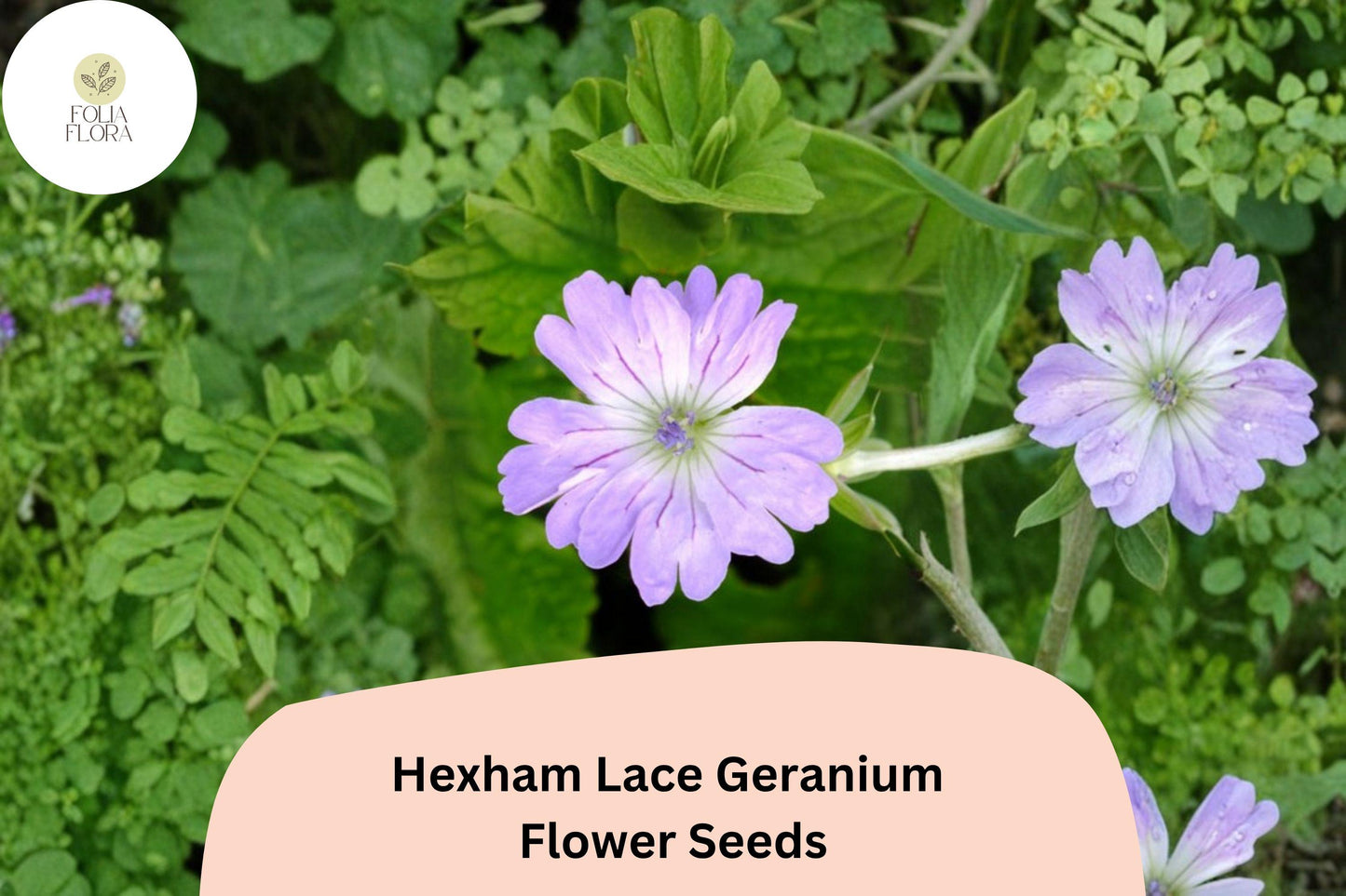 Hexham Lace Geranium Seeds – Perennial Purple Flower, Pollinator-Friendly, Geranium x oxonianum, 25+ Seeds
