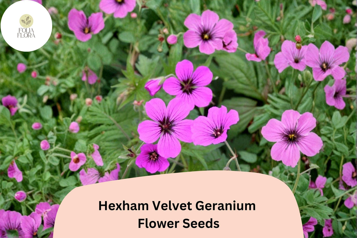 Hexham Velvet Geranium Seeds – Perennial Purple Flowering Plant, Geranium x oxonianum, Pollinator-Friendly, Easy to Grow