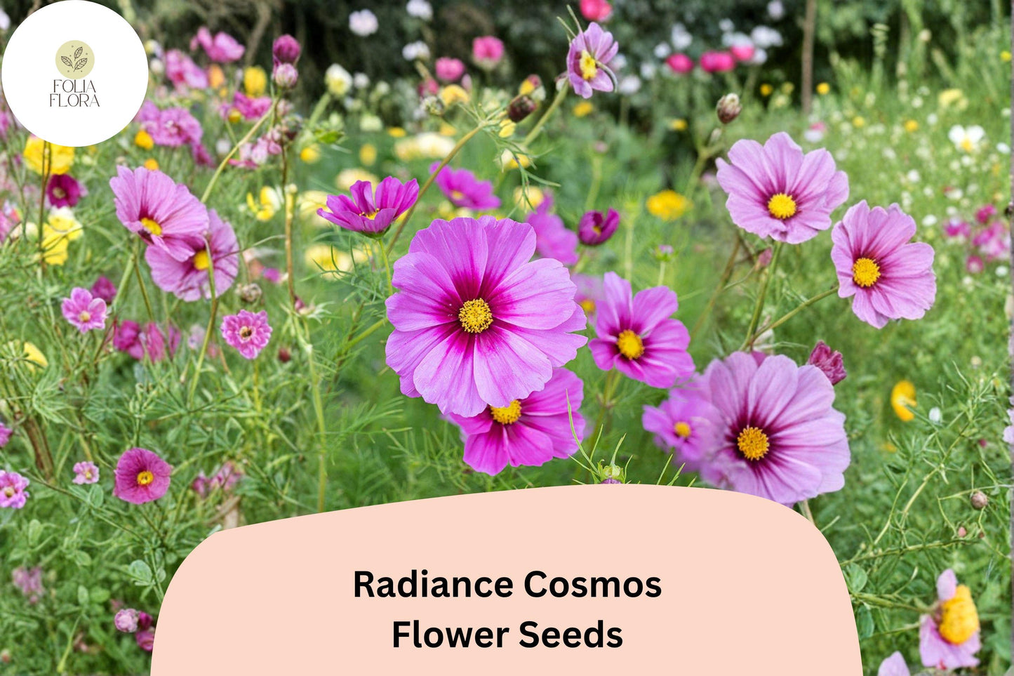 Radiance Cosmos Seeds | Pink Magenta Flowers | Cosmos bipinnatus | Garden Annuals for Pollinators & Bouquets