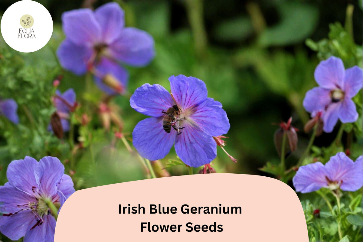 Irish Blue Geranium Seeds - Perennial Flower, Bright Blue, Geranium x cantabrigiense, 25+ Seeds