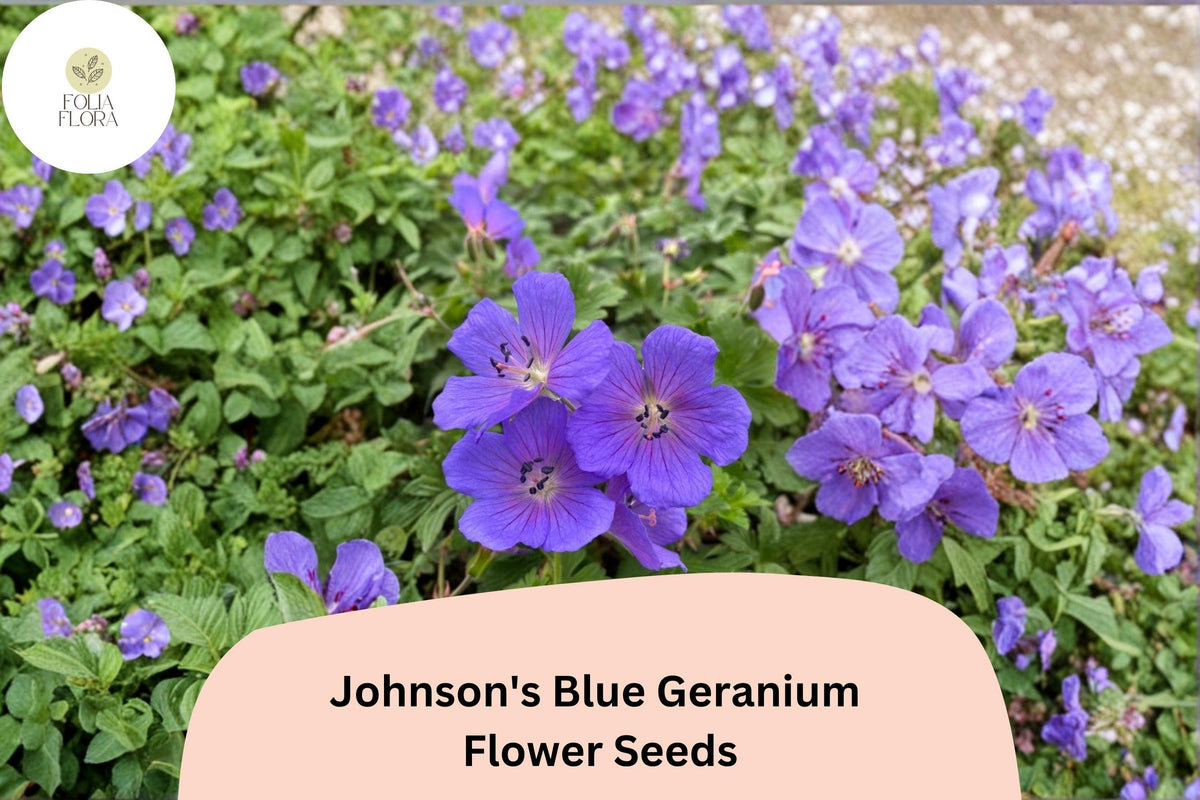 25+ Johnson's Blue Geranium Seeds – Purple Perennial Flowering Plant Geranium x oxonianum for Garden Beds