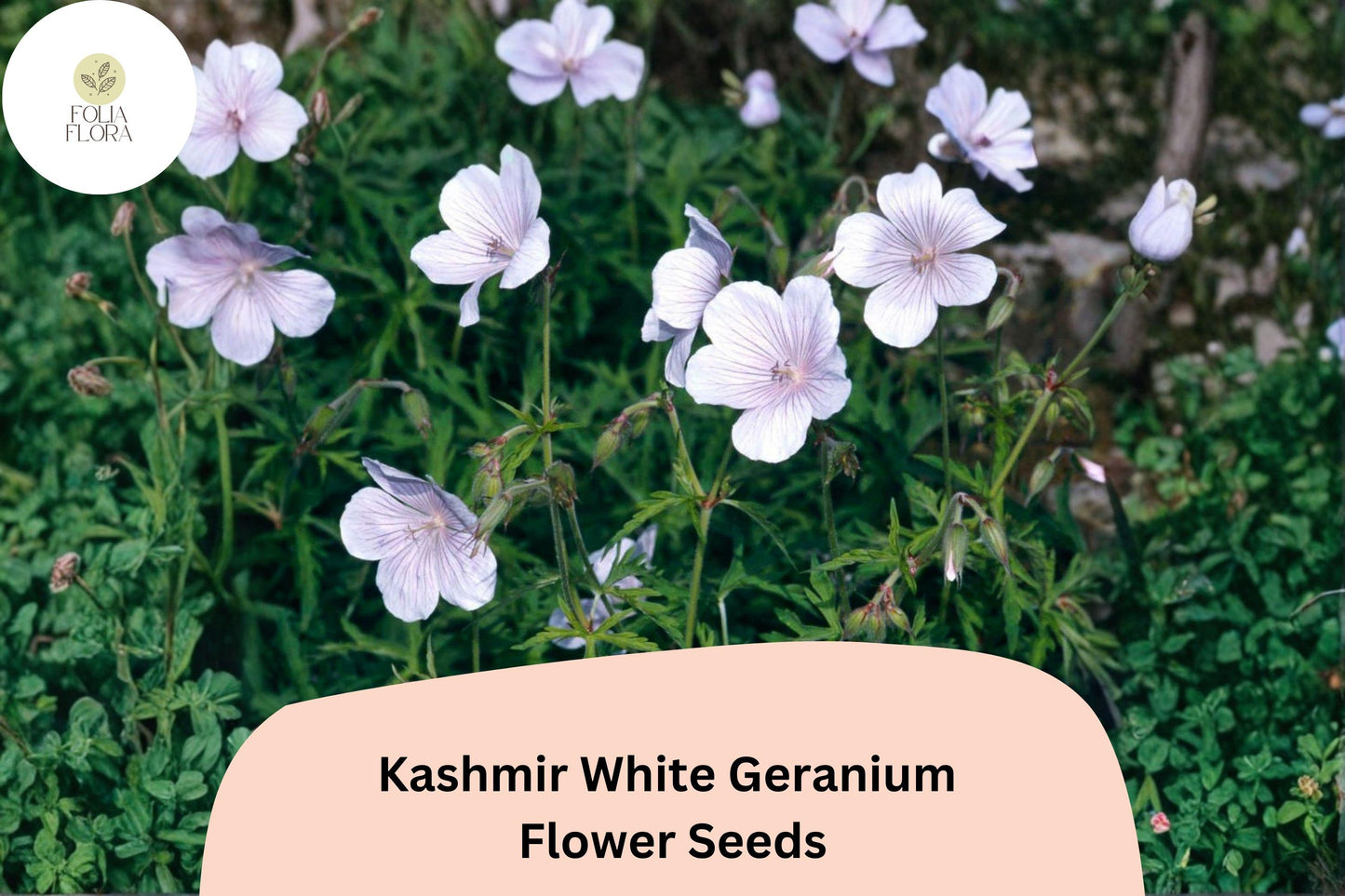 Kashmir White Geranium Seeds – Perennial Plant with White Flowers, Hardy, Butterfly & Bee Friendly, Geranium himalayense 'Kashmir White'
