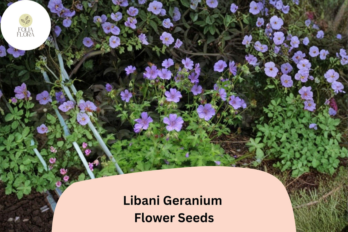 25+ Libani Geranium Seeds for Garden Planting – Purple Flowers, Hardy Perennial, Geranium libani, Bee & Butterfly Attracting