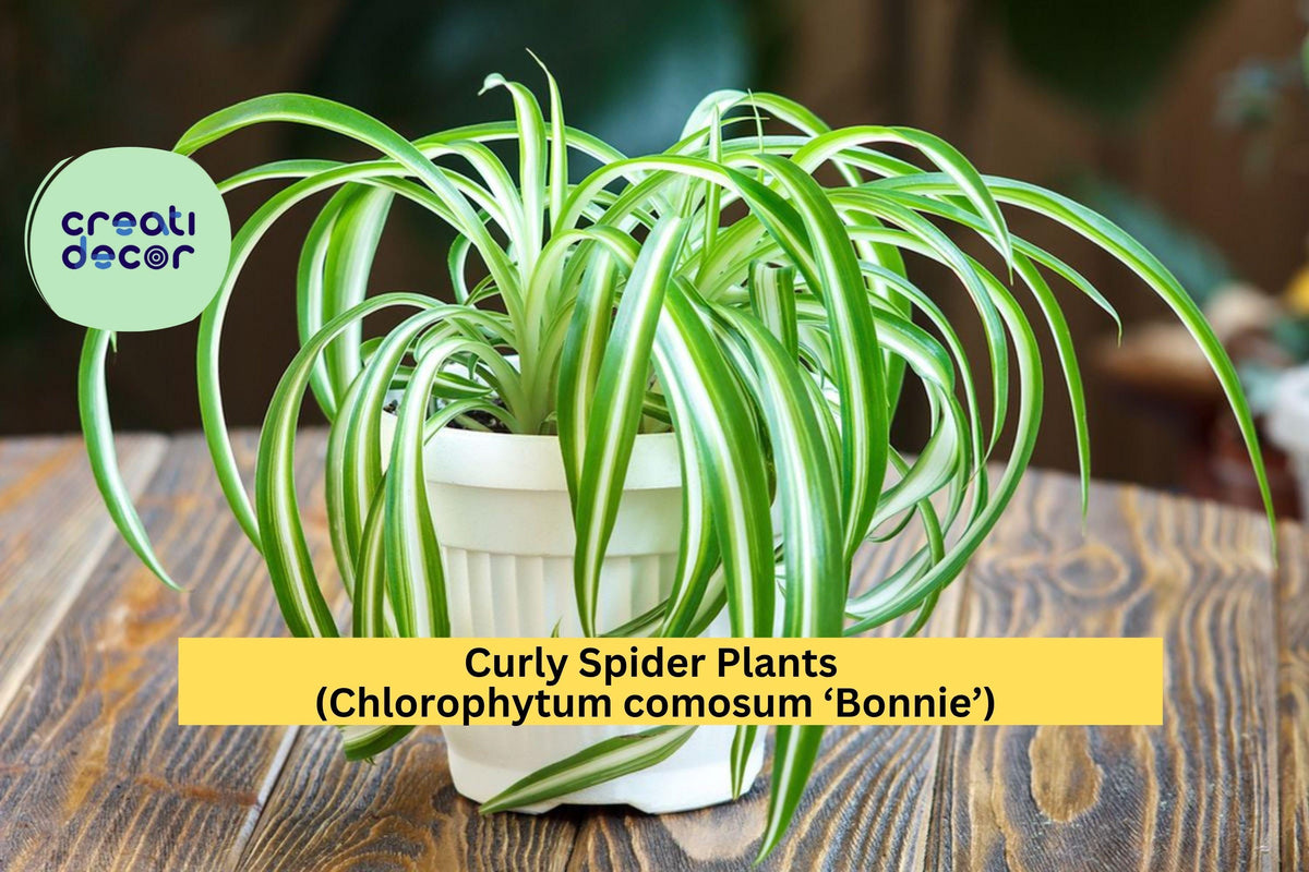 Green Curly Spider Plant 2-inch Pot – Chlorophytum comosum ‘Bonnie’ – Easy Indoor Air Purifier, Pet-Safe Houseplant