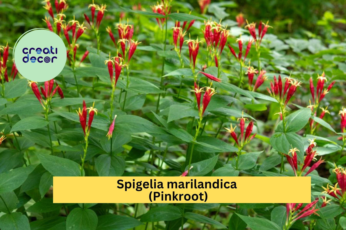 Spigelia marilandica Pinkroot Bare Root Plants – Native Perennial Wildflower for Shade Gardens & Pollinator Habitat