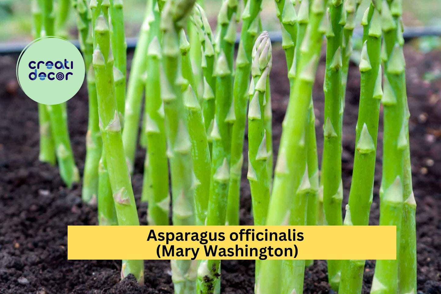Mary Washington Asparagus Crowns – 25 Bare Root 2-Year Plants – Asparagus officinalis – Hardy Perennial Vegetable for Home Garden