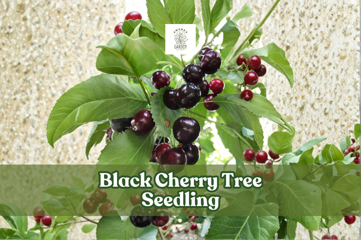 Black Cherry Tree Seedling | Fast-Growing Shade Tree | Prunus serotina Native Hardwood for Landscaping & Wildlife