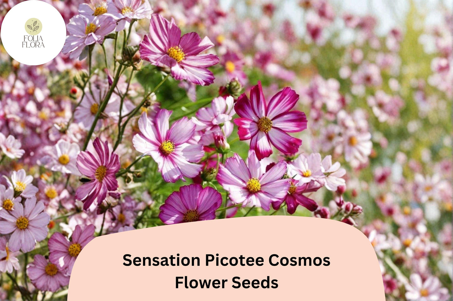 Sensation Picotee Cosmos Seeds | White Flowers with Pink Edges | Cosmos bipinnatus | 200+ Seeds for Garden & Cut Flowers