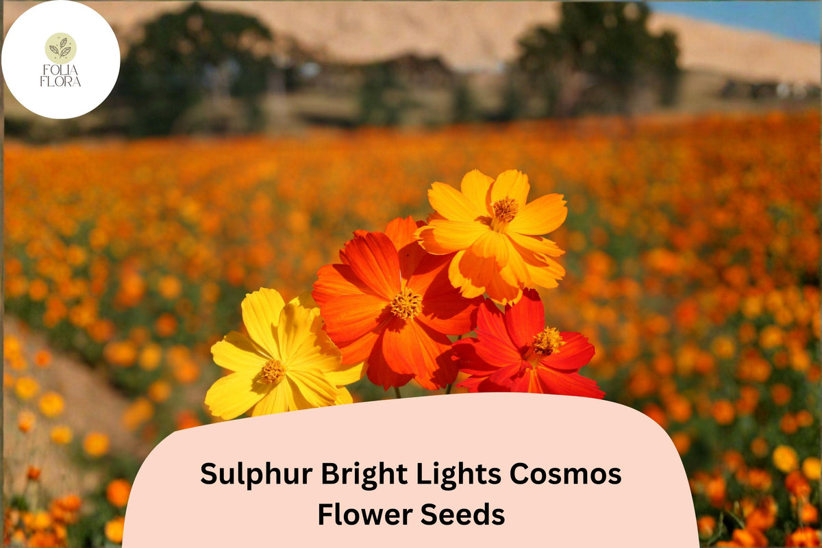 Sulphur Cosmos Seeds | Bright Lights Mix of Orange, Yellow & Red Blooms | Cosmos sulphureus Annual for Borders & Wildflower Gardens