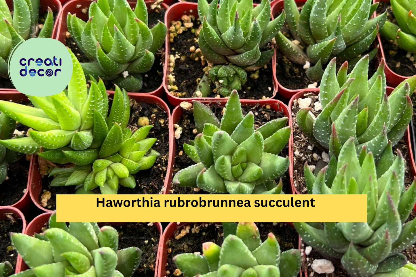Haworthia rubrobrunnea Succulent in 2” Planter – Reddish-Green Indoor Plant for Home Decor & Gifts