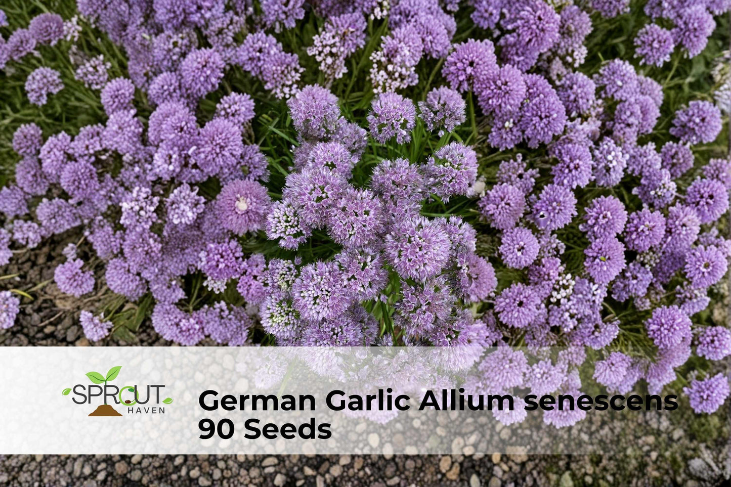 German Garlic Seeds - Ornamental Onion Allium senescens with Pink-Lavender Globe Blooms, Perennial, Drought-Tolerant, Pollinator-Friendly