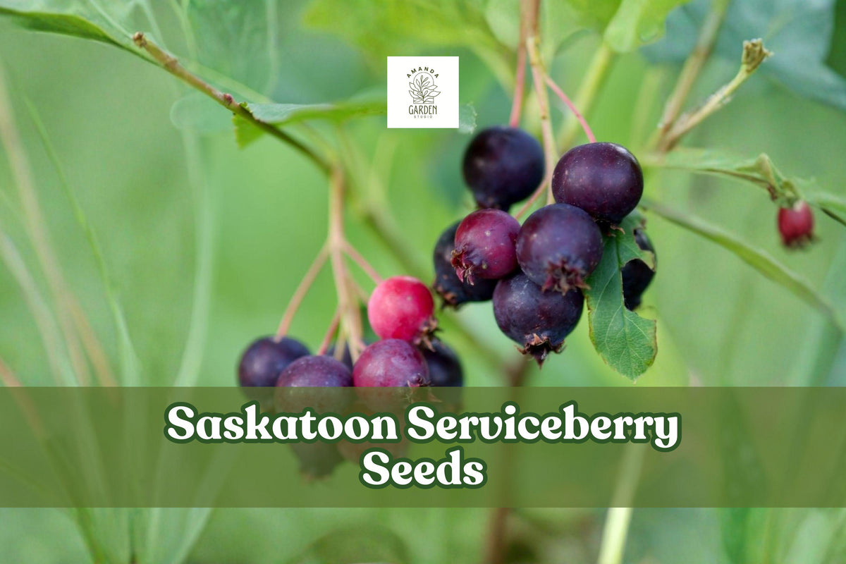Saskatoon Serviceberry Seeds | Amelanchier alnifolia | Edible Berries, Hardy Shrub, Wildlife Garden, 100 Seeds