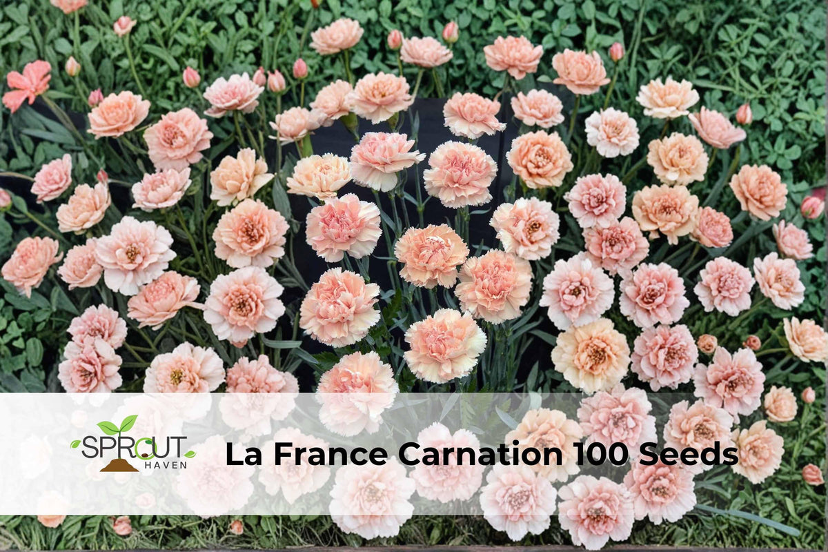 La France Carnation Seeds – Pink Double Blooms, Hardy Dianthus caryophyllus, Ornamental Flower for Cutting Gardens & Borders