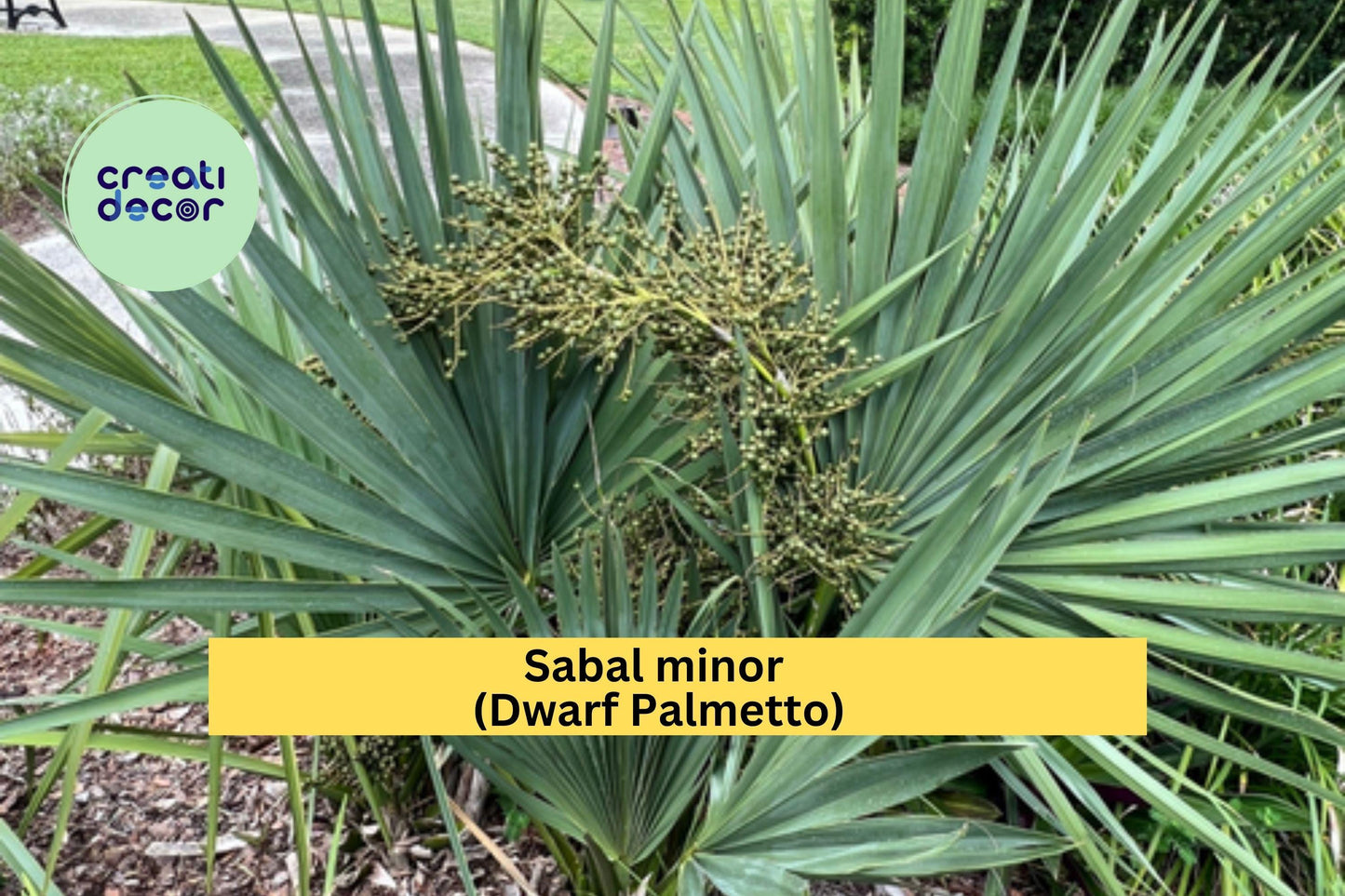 Sabal Minor Palm Seedlings 10 Pack – Dwarf Palmetto Native Cold Hardy Evergreen for Landscaping & Containers