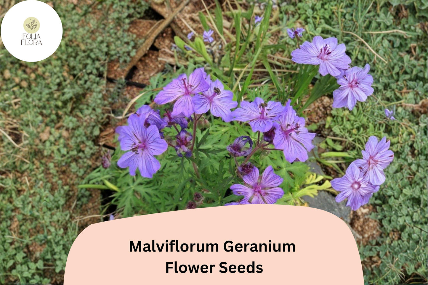 25+ Malviflorum Geranium Seeds, Purple Flowering Perennial for Garden Beds & Containers, Geranium malviflorum