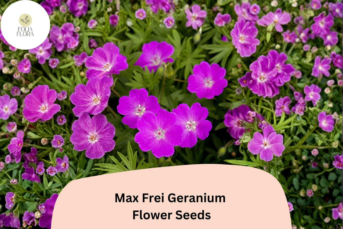 Geranium Seeds, Max Frei (Bloody Cranesbill), Purple Flowers, Hardy Perennial, Garden Planting, Pollinator Friendly, 25+ Seeds
