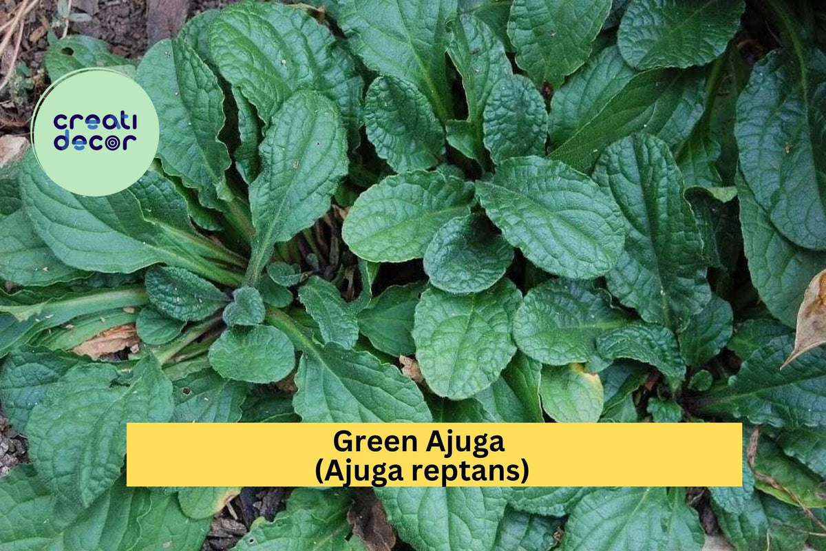 Rare Succulent Plants – 2.2” Bare Root Mix – Easy Care Indoor Plants for Home, Office, Terrarium – Green Ajuga (Ajuga reptans) Groundcover