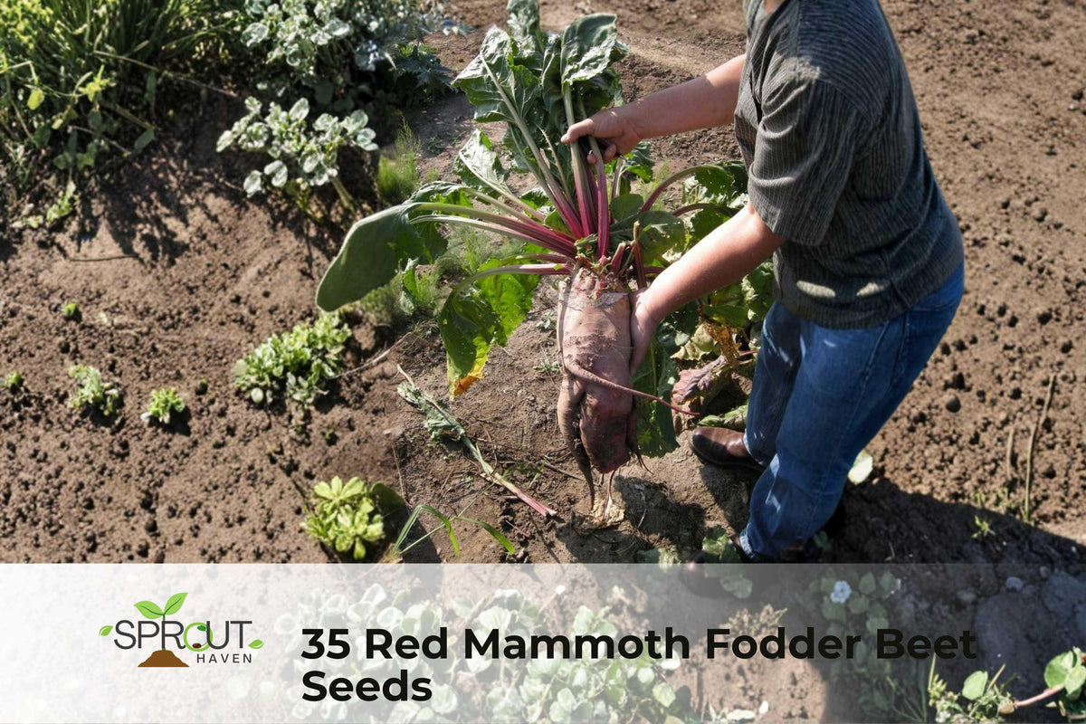Red Mammoth Fodder Beet Seeds – Non-GMO Heirloom Beta vulgaris for Edible Roots, Fodder, Cooking & Fresh Use