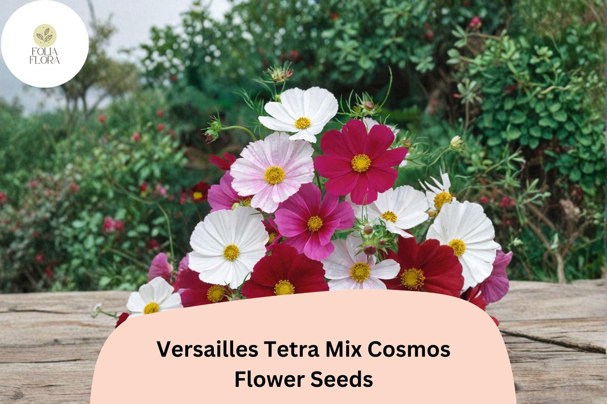 Versailles Tetra Cosmos Seeds | Tall Mix, Cut Flower Garden, Cosmos bipinnatus, Pollinator-Friendly, Summer Blooming