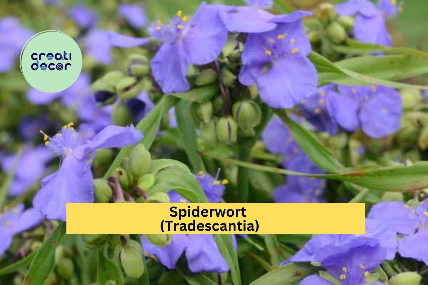 Spiderwort Bare Root Plants – 10 Perennials with Blue-Purple Blooms – Tradescantia spp. for Shade & Sun Gardens
